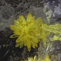 Mimetite - Les Molérats -Saint-Prix - Saint-Léger-sous-Beuvray - Saône-et-Loire