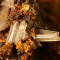 Cerussite - Lescure (mine) - Mayres - Ardèche
