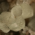 Smithsonite - Chessy les Mines - Rhône