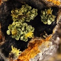 Fornacite (ou vauquelinite) Mimetite -  Bluttenberg -  Ste Marie-aux-Mines - Haut-Rhin