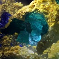 Tyrolite  Azurite - Filon St-Jacques - Ste Marie-aux-Mines - Haut-Rhin