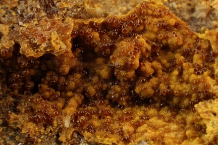 n°164020 - Cacoxenite -  Birrity (carrière) - Arbouet Sussaute - Pyrénées-Atlantiques