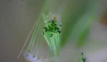 Agardite -  Le Bastit - Najac -  Aveyron 