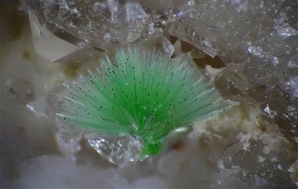 Agardite -  Le Bastit - Najac -  Aveyron 