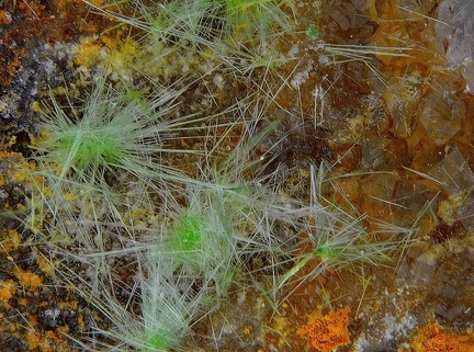 Agardite -  Le Bastit - Najac -  Aveyron 
