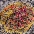  Chalcotrichite (cuprite) - Olmet et Villecun - Hérault