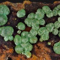 Adamite (var. cuproadamite) - Cap Garonne - Le Pradet - Var