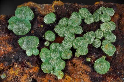 Adamite (var. cuproadamite) - Cap Garonne - Le Pradet - Var