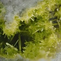 Pyromorphite - Carrière de Beauvoir - Echassières - Allier