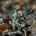 Jarosite Chalcosiderite -  Mine de l'Eperon - Beauvoir - Echassières - Allier
