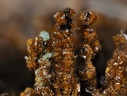 Jarosite Chalcosiderite - Mine de l'Eperon - Beauvoir - Echassières - Allier