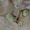 Kidwellite - Mine de l'Eperon - Beauvoir - Echassières - Allier