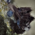 Anatase Rutile - La Mongie - Bagnères-de-Bigorre - Hautes-Pyrénées