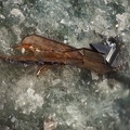 Anatase Brookite - La Mouline - Bennac - Alban - Le Fraysse - Tarn