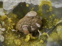 Calcite Pyromorphite - Les Montmins - Echassières - Allier