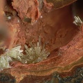 Mimetite - Les Montmins - Echassières - Allier