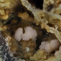 Strengite - Les Montmins - Echassières - Allier