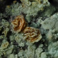 Jarosite Chalcosiderite  Mine de l'Eperon - Beauvoir - Echassières - Allier