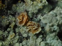 Jarosite Chalcosiderite  Mine de l'Eperon - Beauvoir - Echassières - Allier