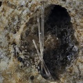 Fluorellestadite - Lapanouse de Sévérac - Aveyron