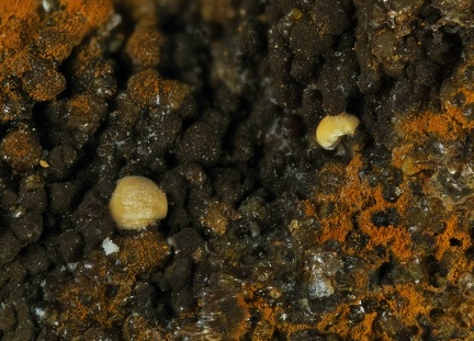 Meurigite-(k) -  Puech de Leguo - La Capelle-Bleys - Aveyron