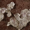 Barite - Mont Aigu - Châltel-Montagne - Allier