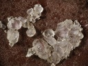 Barite - Mont Aigu - Châltel-Montagne - Allier