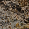 Baryte Wavellite -  Carrière de Birrity - Arbouet-Sussaute - Pyrénées-Atlantiques