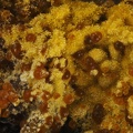 Cacoxenite - Carrière de Birrity - Arbouet-Sussaute - Pyrénées-Atlantiques