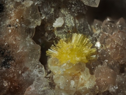 Uranophane-beta  - Le Boucheron - Davignac - Corrèze