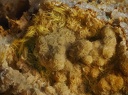 Cacoxenite Gorceixite  - Les Montmins - Echassières - Allier