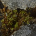 Gartrellite - Les Montmins - Echassières - Allier