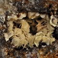 Gorceixite - Les Montmins - Echassières - Allier