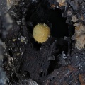 Kidwellite Chalcosiderite Ferberite - Les Montmins - Echassières - Allier