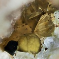 Kidwellite Dufrenite Quartz - Les Montmins - Echassières - Allier