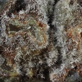 Mimetite - Les Montmins - Echassières - Allier