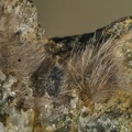 Anatase Rutile - Col du Tourmalet - Bareges - Hautes-Pyrénées