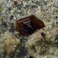 Fluorophlogopite  - Ravin des Chèvres - Mont-Dore - Puy de Dôme