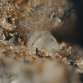 Tridymite - Ravin des Chèvres - Mont-Dore - Puy de Dôme