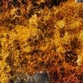 Goethite - Carrière de Birrity - Arbouet-Sussaute - Pyrénées-Atlantiques
