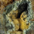 Kidwellite Dufrenite - Les Montmins - Echassières - Allier