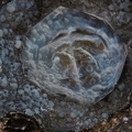 Analcime - Chambeuil - Laveissière - Cantal 