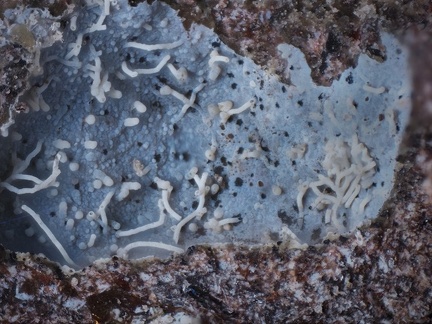 Montmorillonite  - Chambeuil - Laveissière - Cantal 