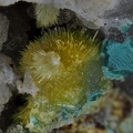 Mimetite - Le Tistoulet - Padern - Aude