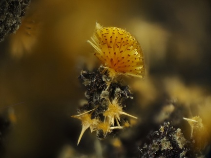 Cacoxenite - Fumade - Castelnau de Brassac - Fontrieu - Castres - Tarn