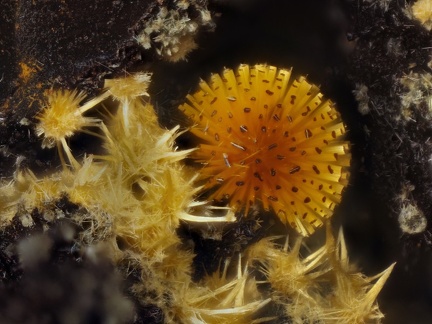 Cacoxenite - Fumade - Castelnau de Brassac - Fontrieu - Castres - Tarn