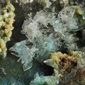Barite - Villecun - Olmet et Villecun - Hérault