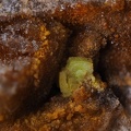 Autunite - Le Charbonnier - Frejus - Var 