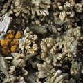 Pyromorphite - Mine de la Rouvière - Sainte-Marguerite-Lafigère  - Ardèche 