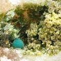 Olivenite Rosasite - Le Tistoulet - Padern - Aude 